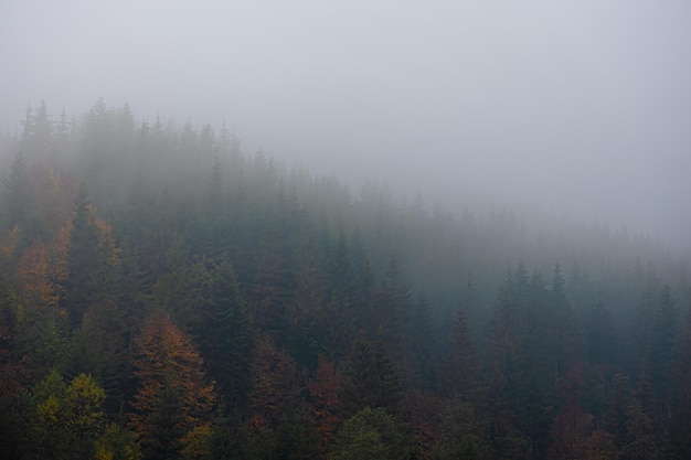 小学三年级数学重点是什么